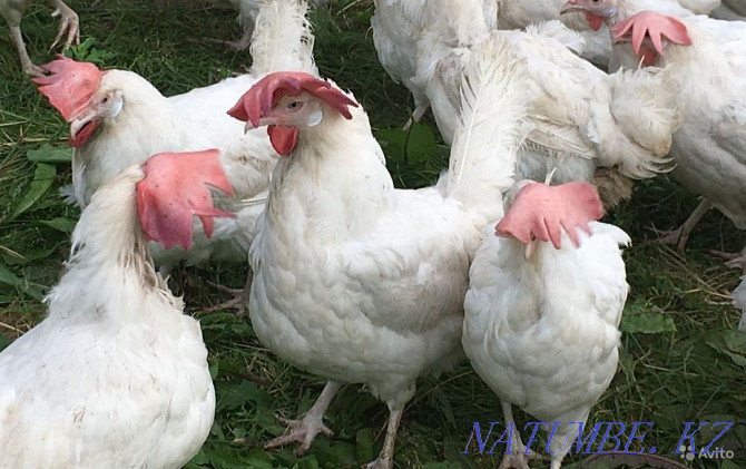 Sell laying hens Karagandy - photo 1