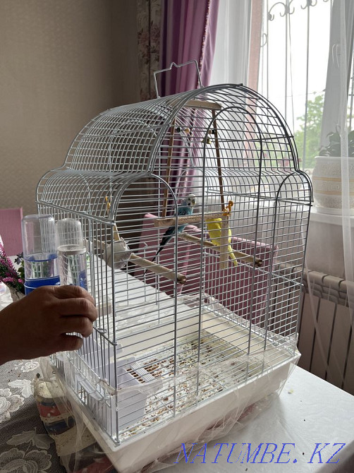 Urgently selling Budgerigar 2 + cage Almaty - photo 3