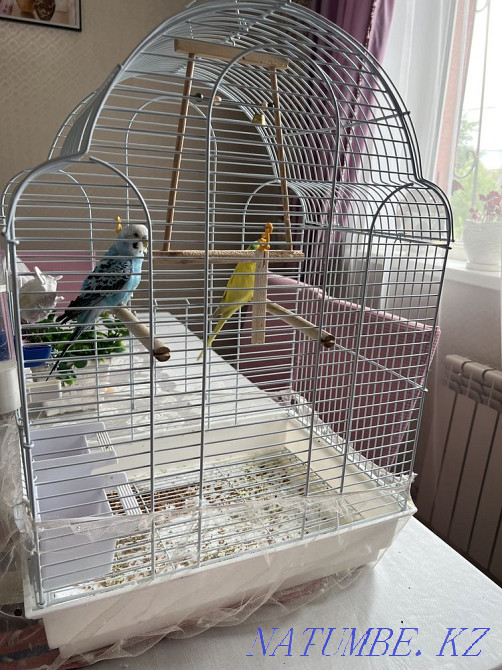 Urgently selling Budgerigar 2 + cage Almaty - photo 1