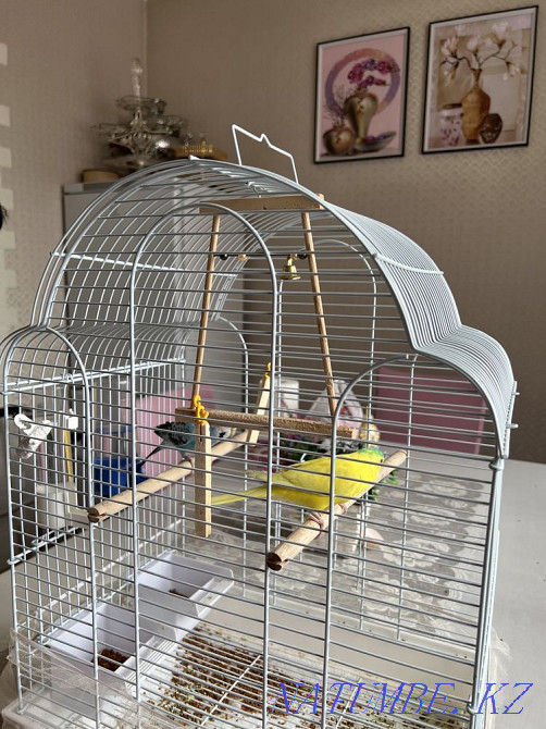 Urgently selling Budgerigar 2 + cage Almaty - photo 2