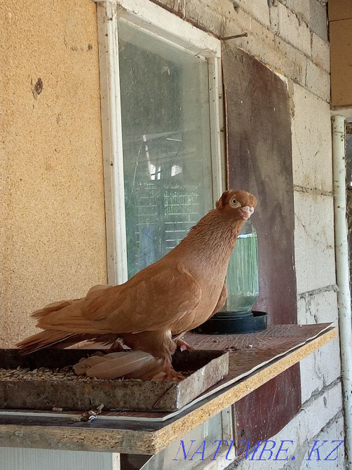 Продам голубя самец весёлый Тараз - изображение 1