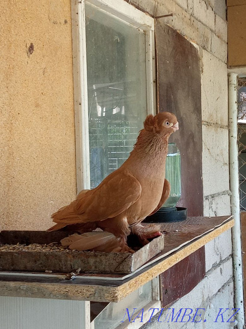 Продам голубя самец весёлый Тараз - изображение 2