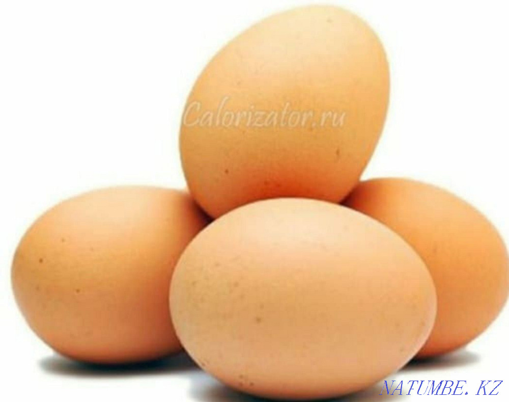Инкубационые яйца Нурмухамеда Есентаева - изображение 1