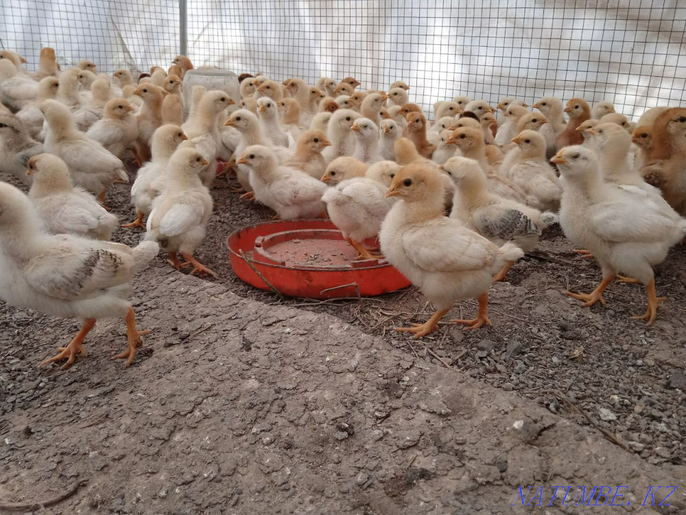 үй тауықтары балапан  - изображение 1