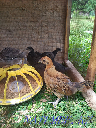 Chickens of the breed Uheilui Lakedanze Age and eggs are drunk. Medicinal meat Qaskeleng - photo 1