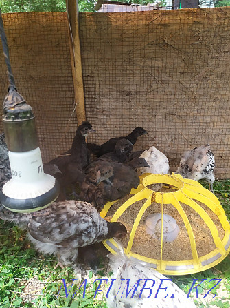 Chickens of the breed Uheilui Lakedanze Age and eggs are drunk. Medicinal meat Qaskeleng - photo 3
