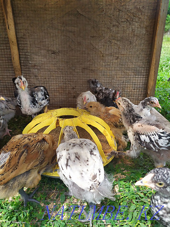 Chickens of the breed Uheilui Lakedanze Age and eggs are drunk. Medicinal meat Qaskeleng - photo 4