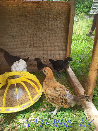 Chickens of the breed Uheilui Lakedanze Age and eggs are drunk. Medicinal meat Qaskeleng - photo 5