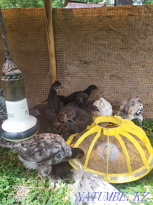 Chickens of the breed Uheilui Lakedanze Age and eggs are drunk. Medicinal meat Qaskeleng - photo 3