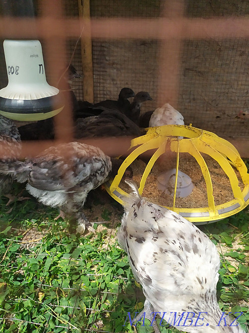 Chickens of the breed Uheilui Lakedanze Age and eggs are drunk. Medicinal meat Qaskeleng - photo 2