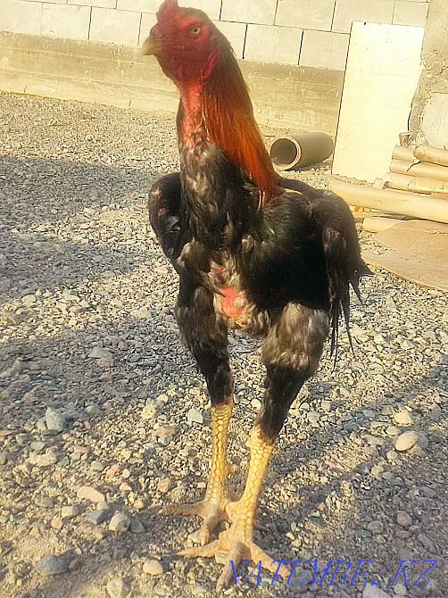 Dakan Sadylady 6 hens 1 family 50000 tenge  - photo 2