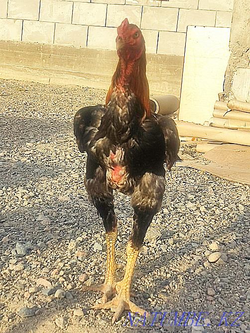 Dakan Sadylady 6 hens 1 family 50000 tenge  - photo 4