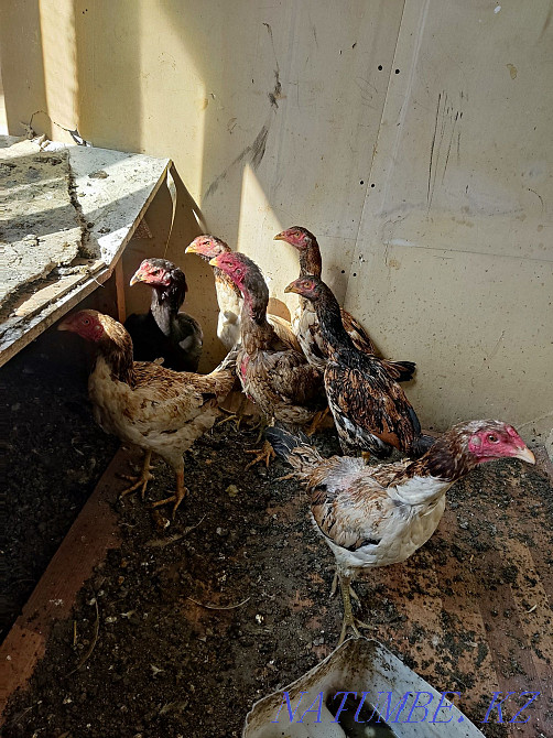 Dakan Sadylady 6 hens 1 family 50000 tenge  - photo 1