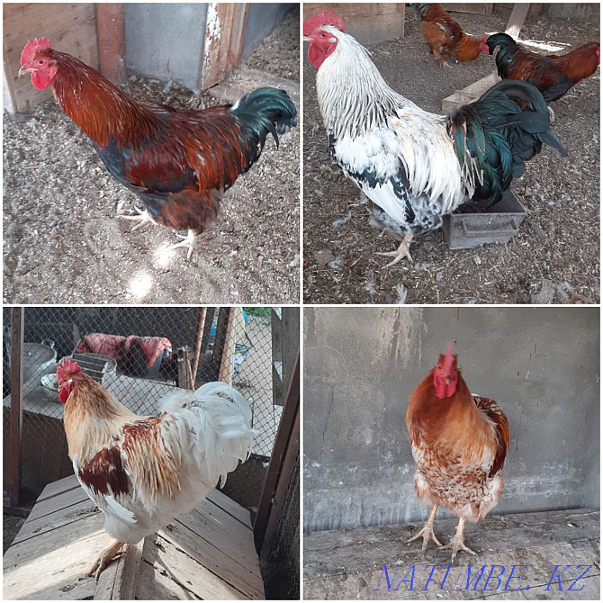 Cochin rooster Balqash - photo 1