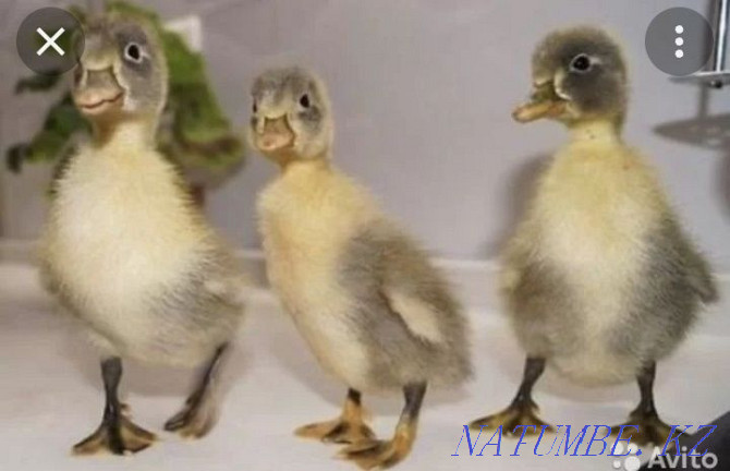 Ducklings breed Agidel and Favorit Муткенова - photo 1