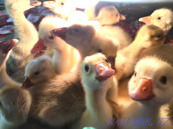 Goslings, kaz balapandar Kyzylorda - photo 1