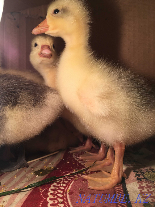 Goslings, kaz balapandar Kyzylorda - photo 3