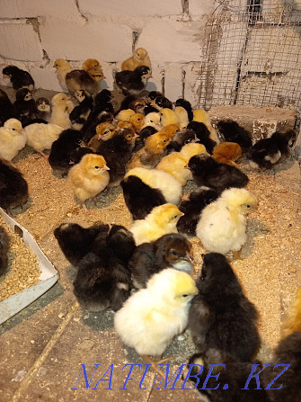Laying hen breed Czech Dominant Semey - photo 3
