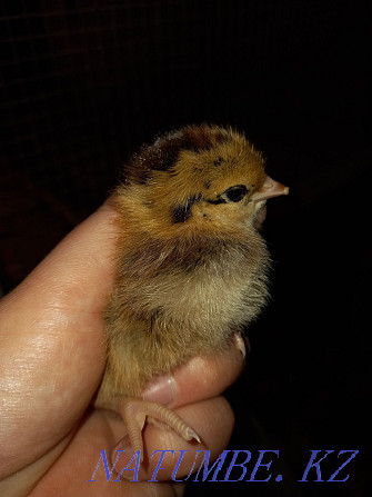 Laying hen breed Czech Dominant Semey - photo 4