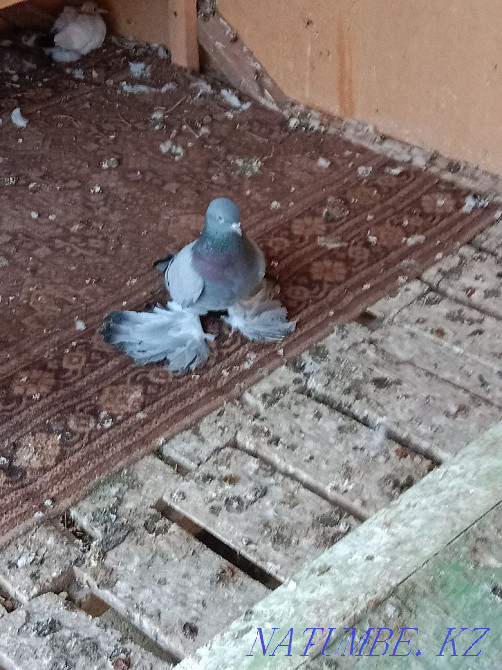 Гатовая самка. Т Шымкент - изображение 1