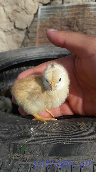 Selling homemade chicks  - photo 2