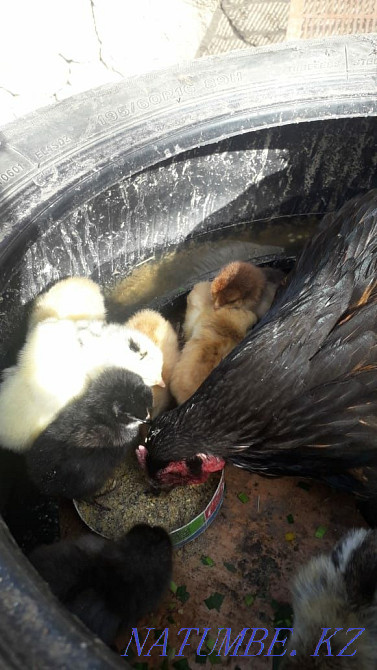 Selling homemade chicks  - photo 3