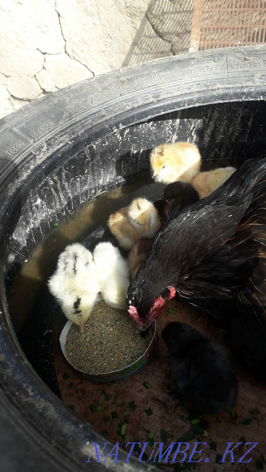 Selling homemade chicks  - photo 1