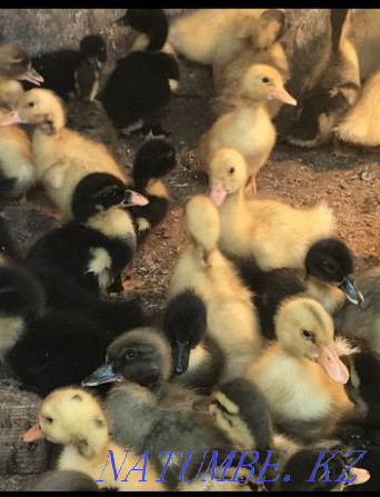 I accept orders for ducklings, chickens, goslings, chickens, cockerels Astana - photo 8