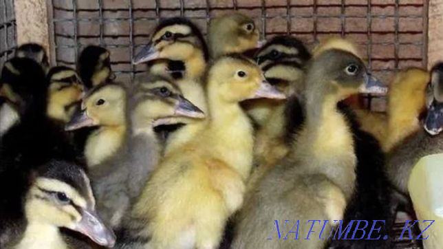 I accept orders for ducklings, chickens, goslings, chickens, cockerels Astana - photo 7