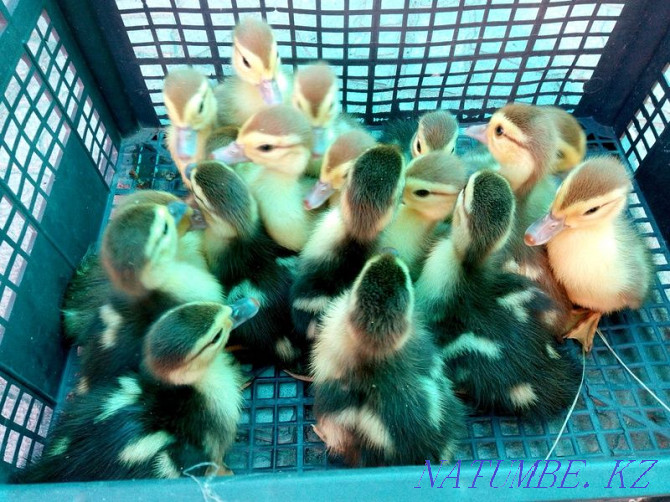 I accept orders for ducklings, chickens, goslings, chickens, cockerels Astana - photo 4