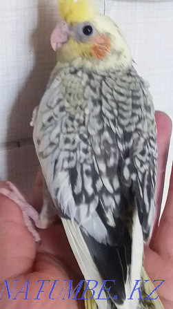 попугай карелла Боралдай - изображение 2