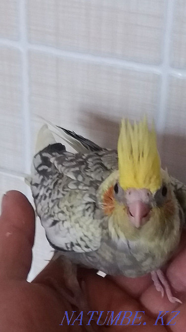 попугай карелла Боралдай - изображение 1