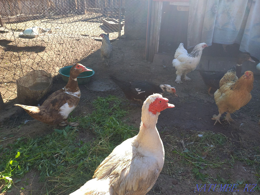 Продам семейства индо-утки количестве 4шт, 1шт селезнь и 3шт уточки Большой чаган - изображение 1