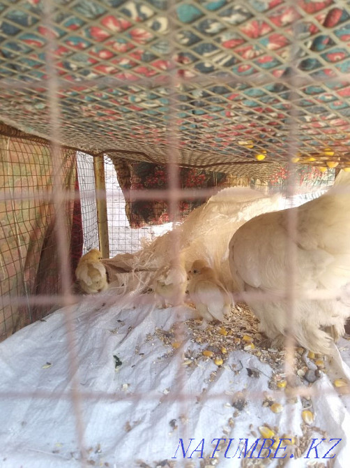 Dwarf 3 balapanymen satylada Saryaghash - photo 3