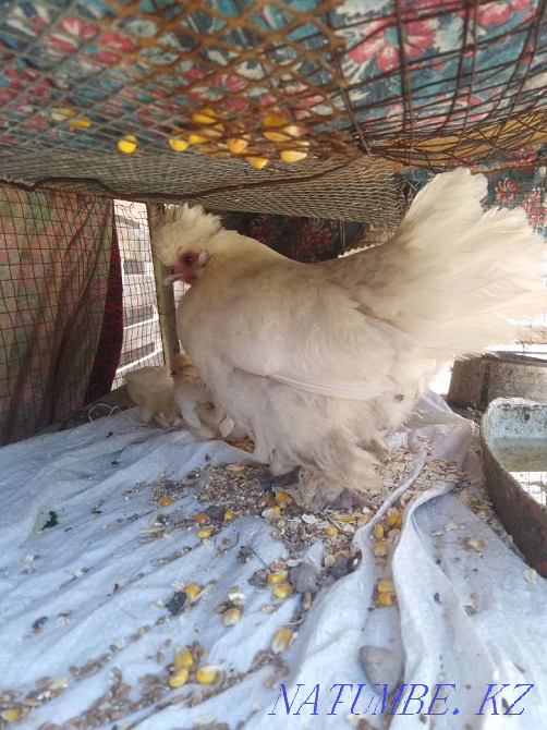 Dwarf 3 balapanymen satylada Saryaghash - photo 1