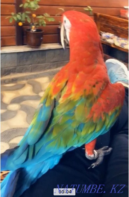 parrot Ara green-winged selling in good hands. Almaty - photo 5