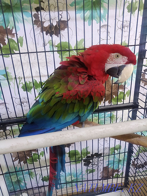 parrot Ara green-winged selling in good hands. Almaty - photo 3