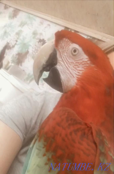 parrot Ara green-winged selling in good hands. Almaty - photo 4