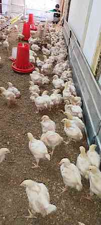Цыплята бройлерные подрощенные цена 1300тг за голову Талгар