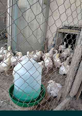 Цыплята бройлерные подрощенные цена 1300тг за голову Талгар