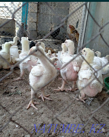 Broiler chickens bred price 1300tg per head Urochishche Talgarbaytuma - photo 3