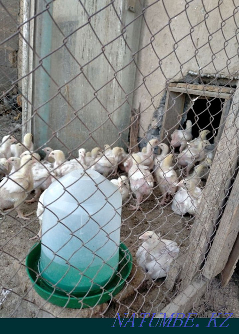 Broiler chickens bred price 1300tg per head Urochishche Talgarbaytuma - photo 1