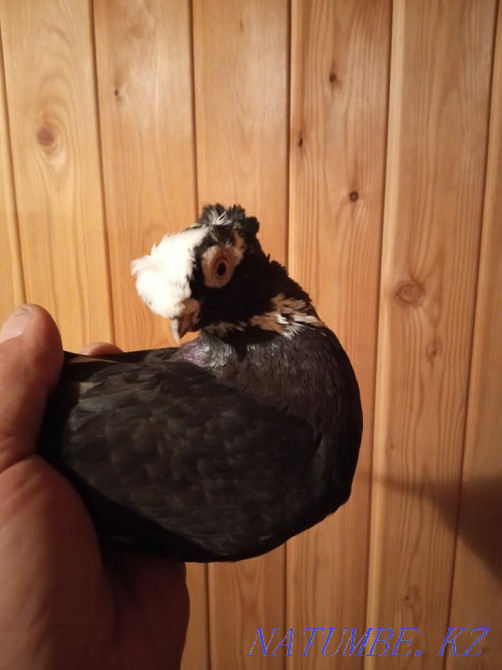 сатуға арналған көгершін  Талдықорған - изображение 2