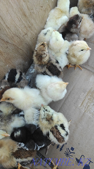 Balapandar Satylady Abay - photo 1