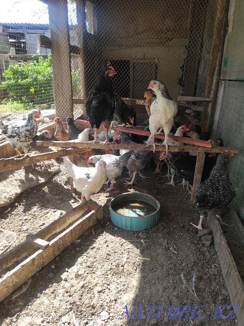 Balapandar Satylady Abay - photo 3