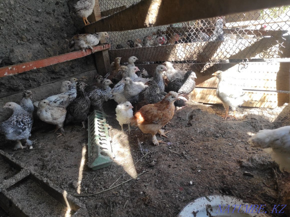 Balapandar Satylady Abay - photo 2