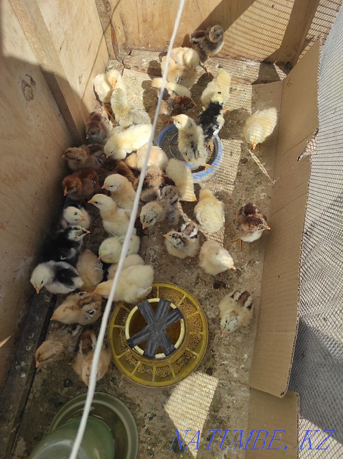 Balapandar Satylady Abay - photo 4