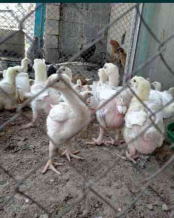 Цыплята бройлерные подрост 1300тг Талгар