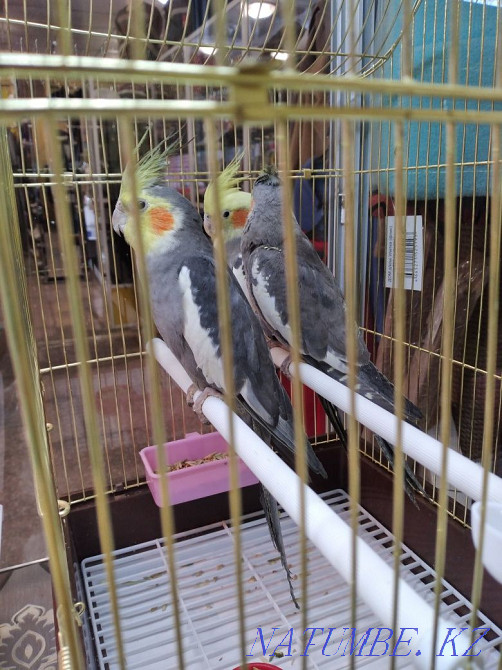 Кореллы Нимфы Усть Каменогорск Усть-Каменогорск - изображение 2