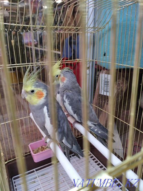 Кореллы Нимфы Усть Каменогорск Усть-Каменогорск - изображение 3